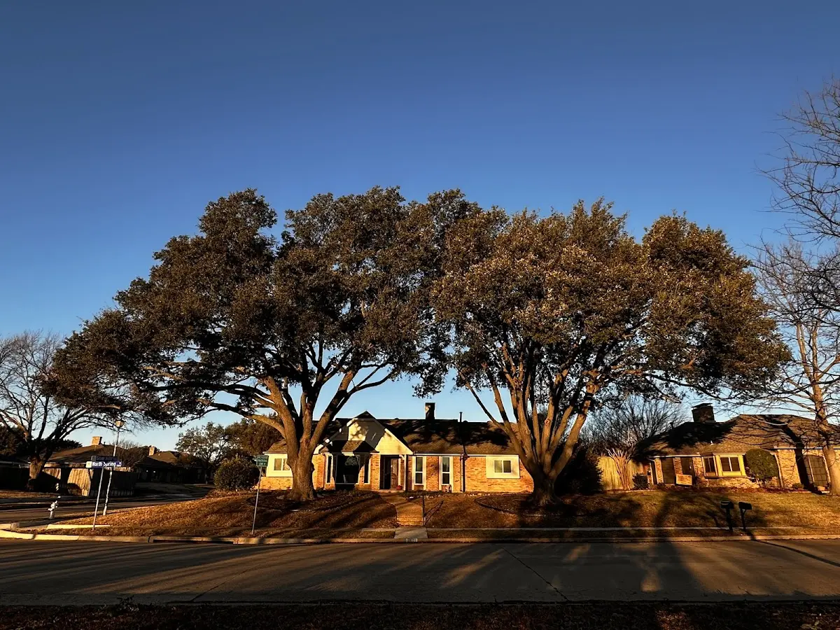 Established residential canopy tree shading a home in Two Buttes